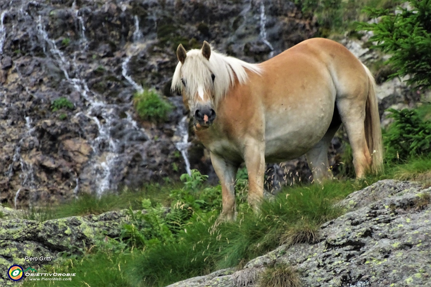 22 Cavallo al pascolo in Val d'inferno su roccione erboso.JPG